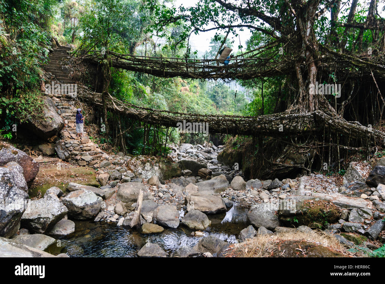 Cherrapunjee: Root-Bridge aus Wurzeln der Gummibaum (Ficus Elastica) über einen Bach, trägt Frau Säckchen mit getrockneten Blättern indisches Lorbeerblatt (C Stockfoto