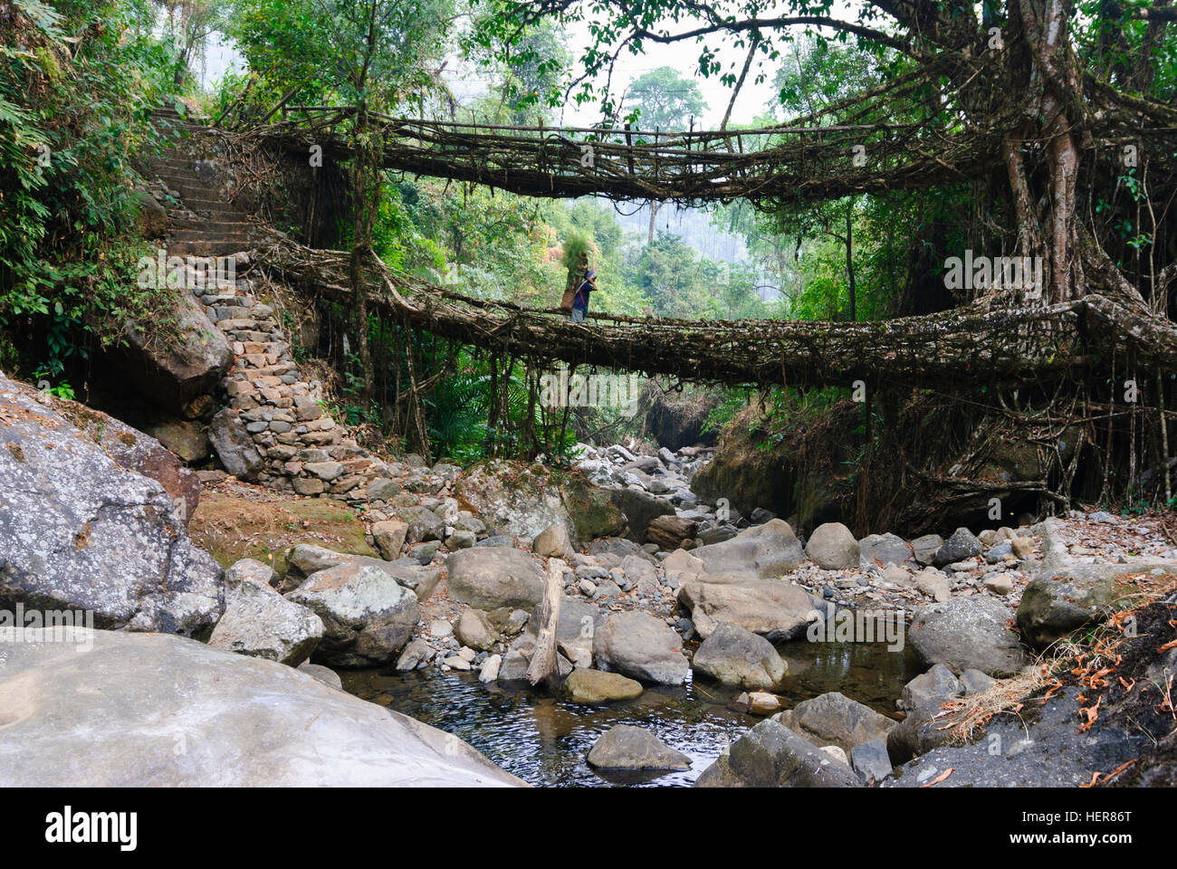 Cherrapunjee: Root-Bridge Wurzeln der Gummibaum (Ficus Elastica) über einen Bach, Frau Säckchen mit Brennholz drüber, Meghalaya, Indien trägt Stockfoto