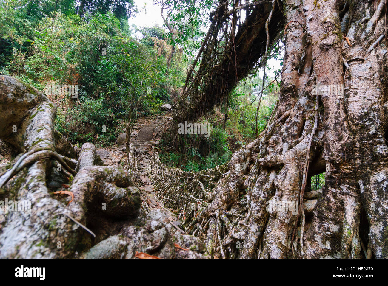 Cherrapunjee: root-Brücke der Wurzeln der Gummibaum (Ficus Elastica) über einen Bach, Meghalaya, Indien Stockfoto