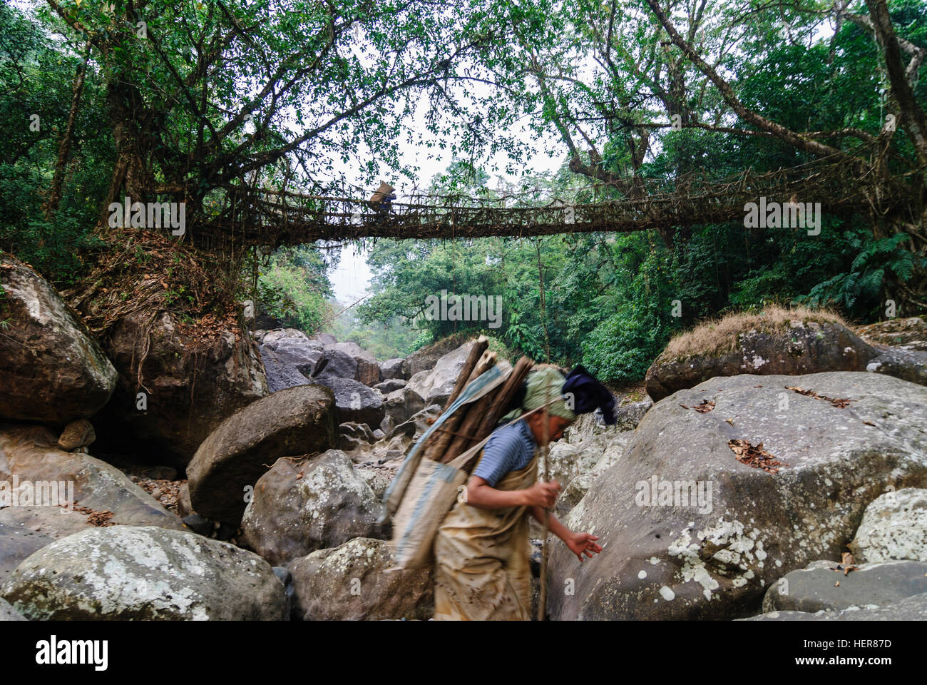 Cherrapunjee: Root-Brücke der Wurzeln der Gummibaum (Ficus Elastica) über einen Bach, Träger mit Brennholz, Meghalaya, Indien Stockfoto