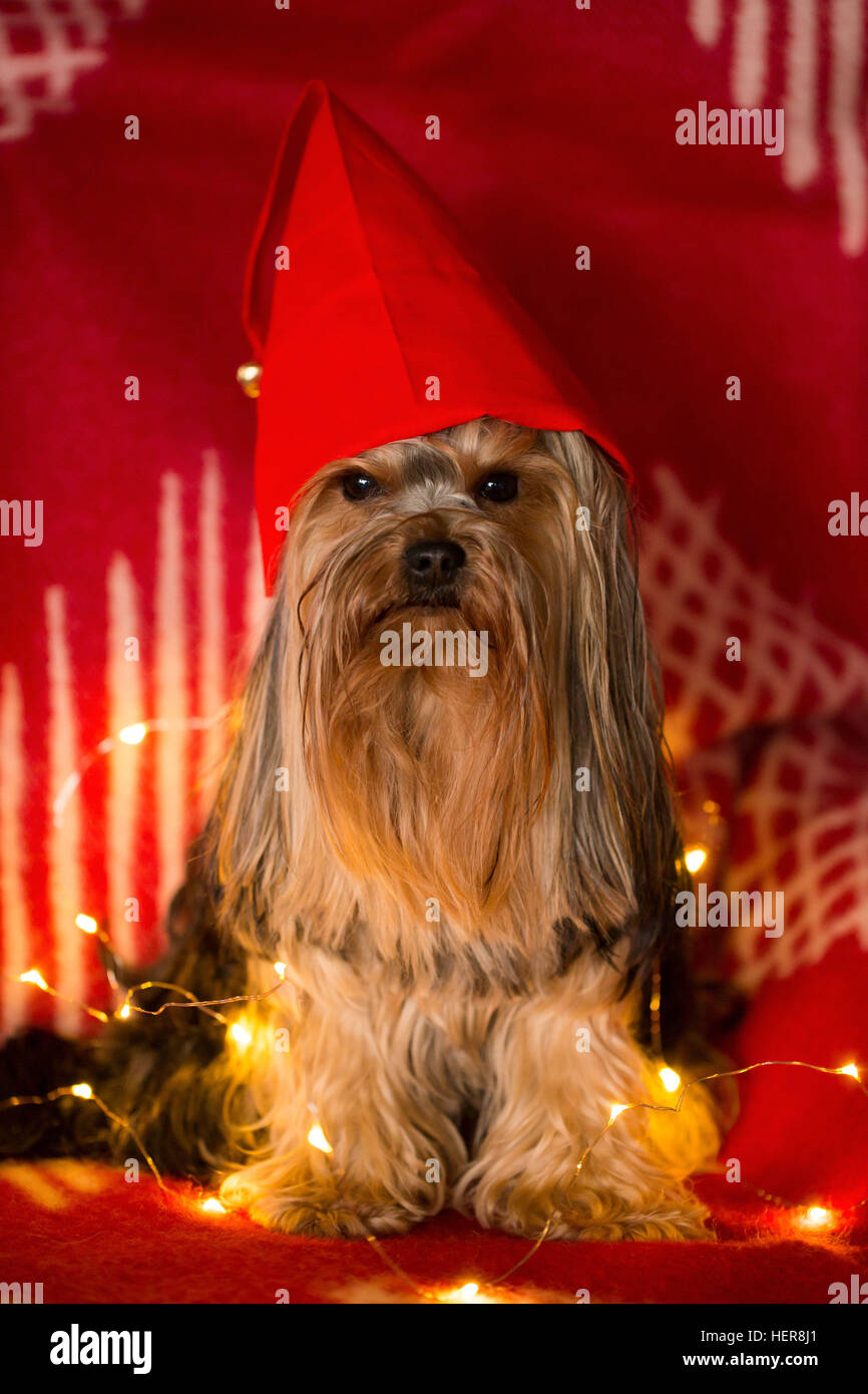 1 Hund, 4 Saison Winter, Advent, Weihnachten, Weihnachtsgrüße,  Weihnachtsmütze, Weihnachtsbeleuchtung, gemütlich, hübsch, Hund, Auge,  Geschenk, Lichtleiste, aussehen, Frohe Weihnachten, Merry Xmas,  Mini-Yorkshire-Terrier, Noel, Nase, Geschenk, rot ...