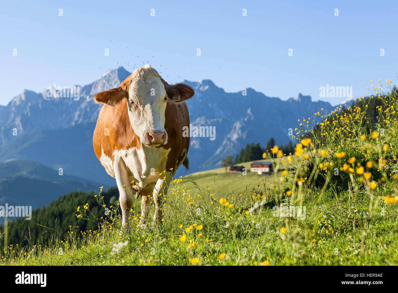 A Kuh mit der Egger Alm, hinten in Unschärfe am steinerne Meer, Pinzgau, Salzburg, Austria, Europe Stockfoto