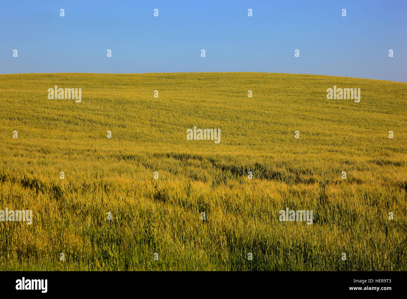 Italienisch, Landschaft Im Val d Orcia, Orcia Tal Getreidefeld Und Blauer Himmel, Toskana Stockfoto