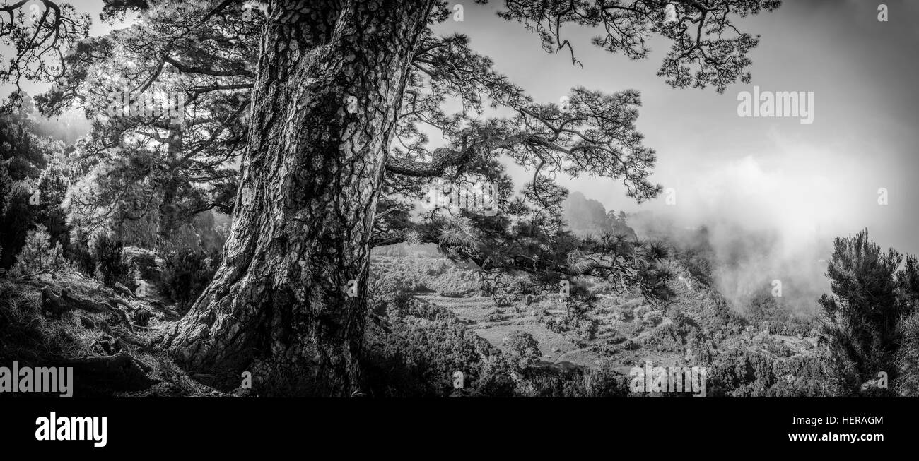 Spanien, Kanaren, La Palma, im Norden, Holz, Pinienwald Stockfoto