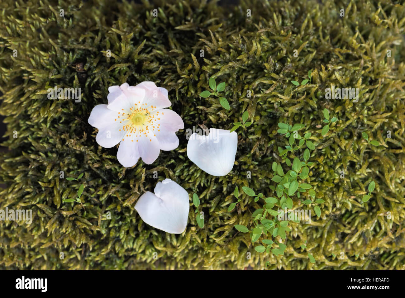 Rosenblüten und herzförmigen Rosenblätter auf grünem Moos Stockfoto