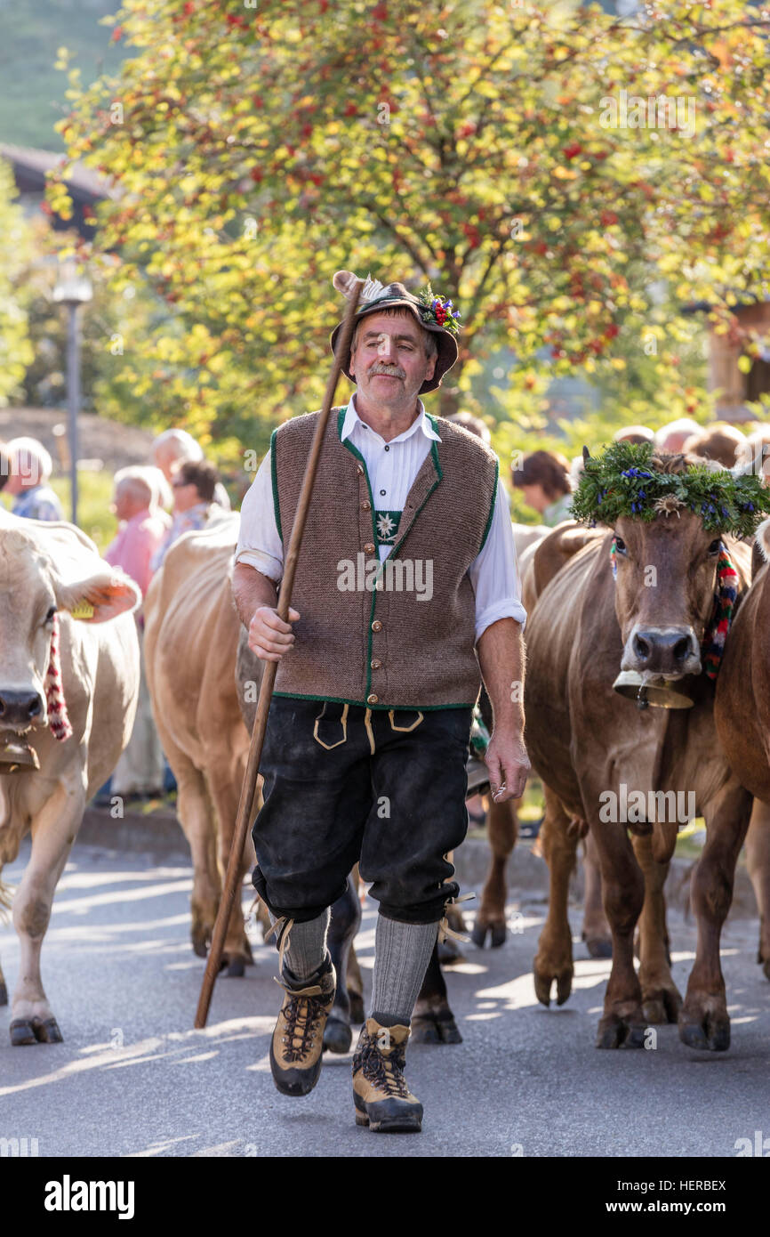 Bauer bringt seine Cortexes hinunter zur Alp, Viehscheid Kranzegg, Oberallgäu, Bayern, Deutschland, tradition Stockfoto
