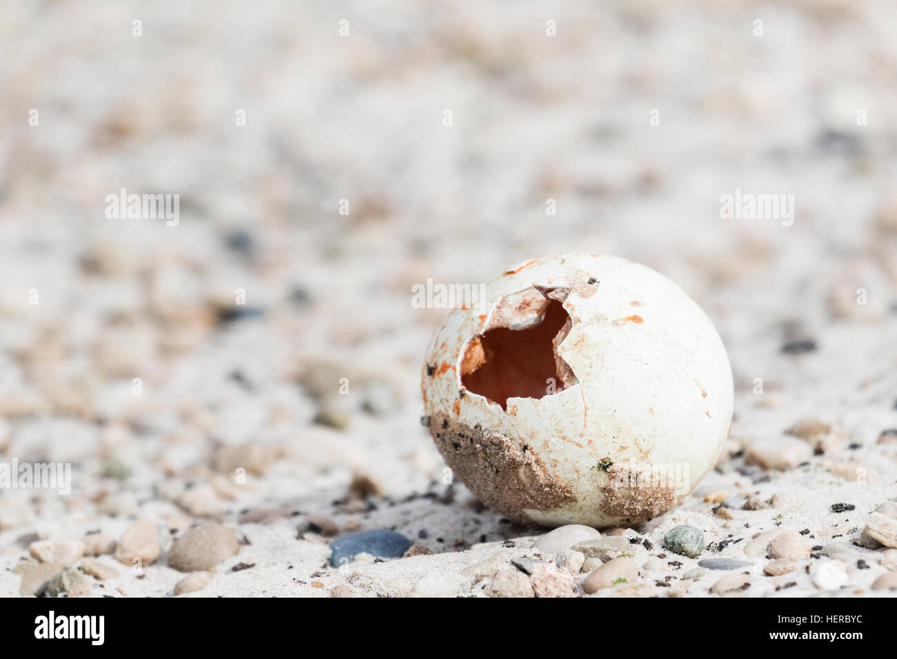 Ein Gentoo-Ei, das von Skua auf den Falkland-Inseln gegessen hat Stockfoto