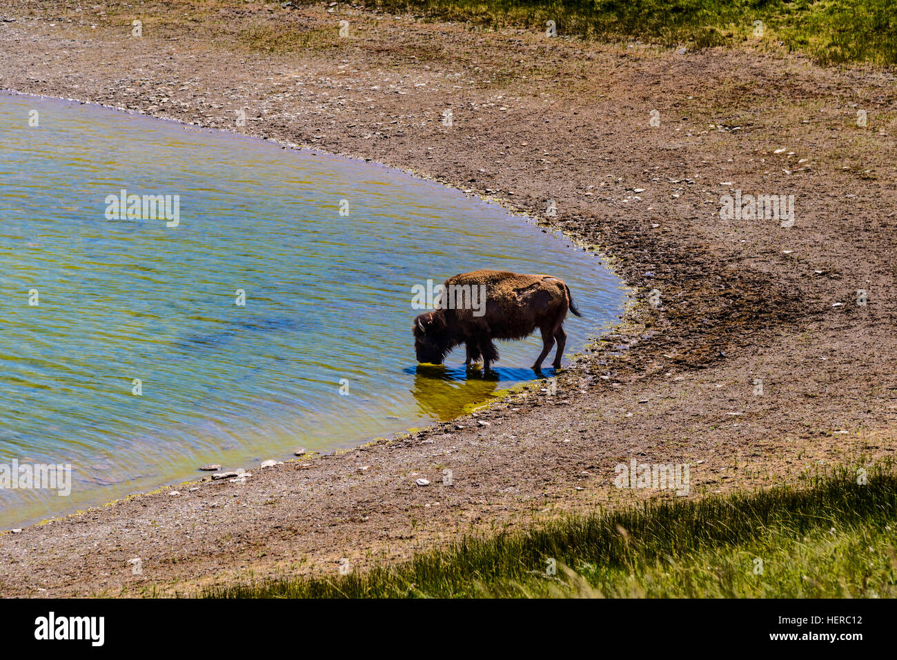 Kanada, Alberta, Waterton Lakes National Park, Bison Paddock, Bison Stockfoto