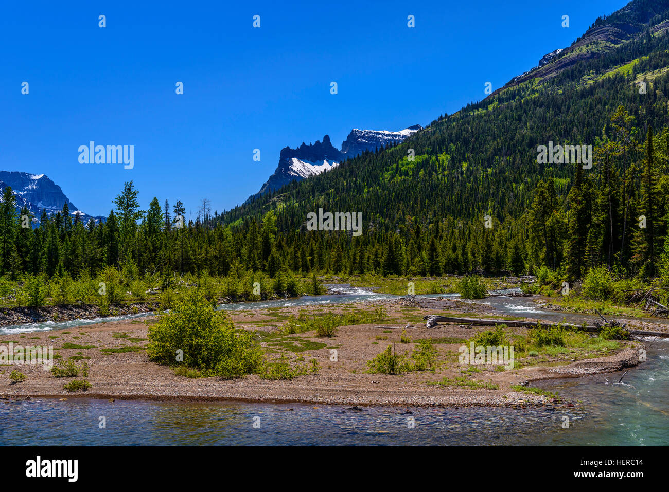 Ziege, Glacier National Park, Montana, USA heimsuchen, Upper Waterton Lake Stockfoto