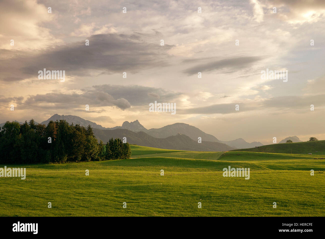 Saftig grüne hügelige Wiesen mit Blick auf die Alpen im sommerlichen Abendlicht Stockfoto