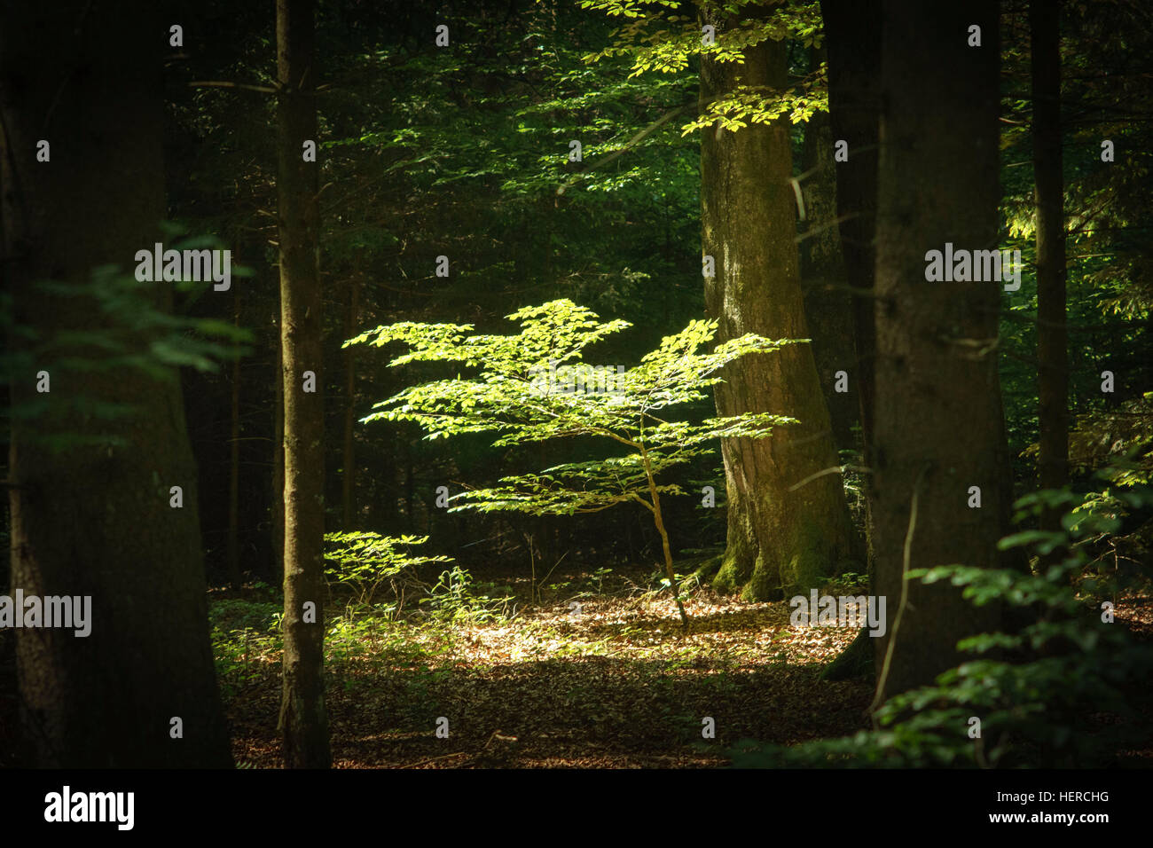 Beleuchtete kleiner Baum auf einer Lichtung, Hartsee See, Bayern-Deutschland Stockfoto