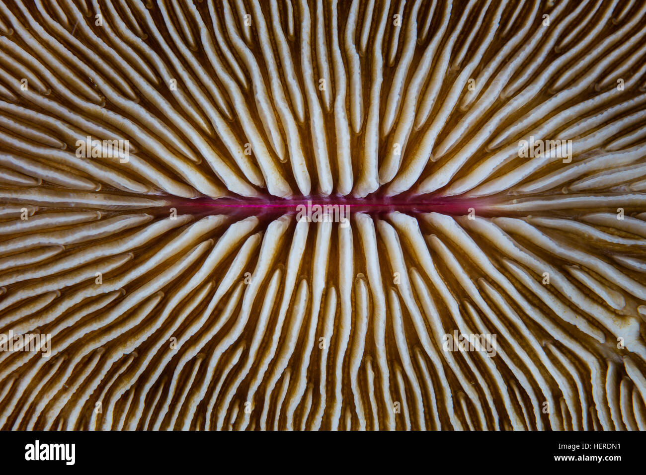 Detail einer Pilz Koralle (Pilzkorallen SP.) auf ein Riff auf den Salomonen. Stockfoto