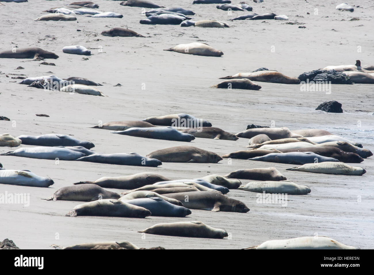 See-Elefanten Häutung am Strand von Piedras Blancas, White Rocks.National Highway 1, Pacific Coast Highway, PCH, California,U.S.A. Stockfoto