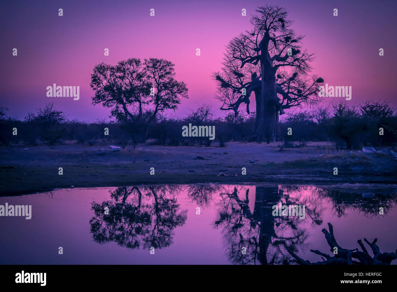 Affenbrotbaum (Affenbrotbäume Digitata) bei Dämmerung, Okavango Delta, Botswana Stockfoto