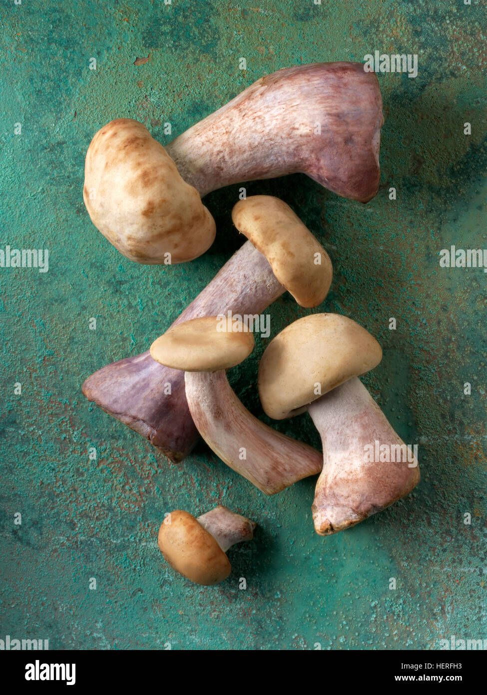 Frisch gepflückte wilde Bio Holz blewit Pilze (Clitocybe nuda), blau Maul Pilze Stockfoto