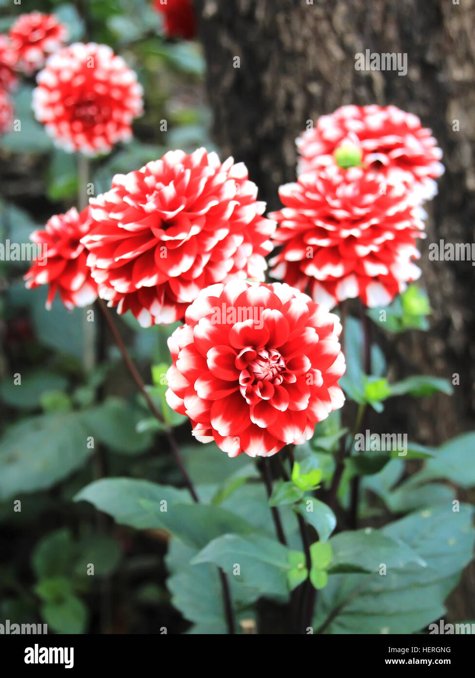 Rote Blume - Dahlien im Garten Stockfoto