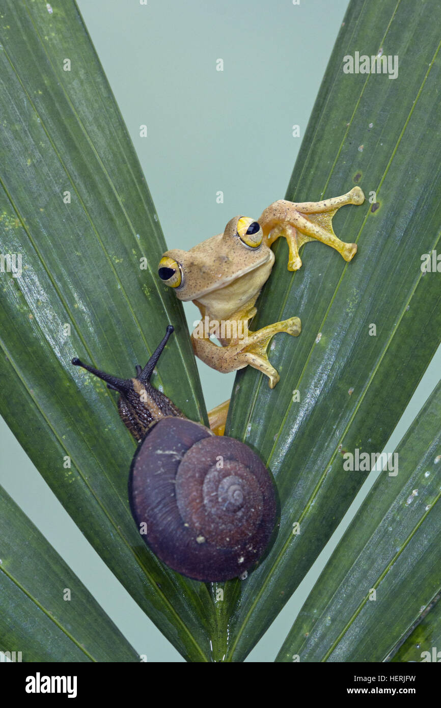 Laubfrosch und eine Schnecke auf einer Pflanze, Indonesien Stockfoto