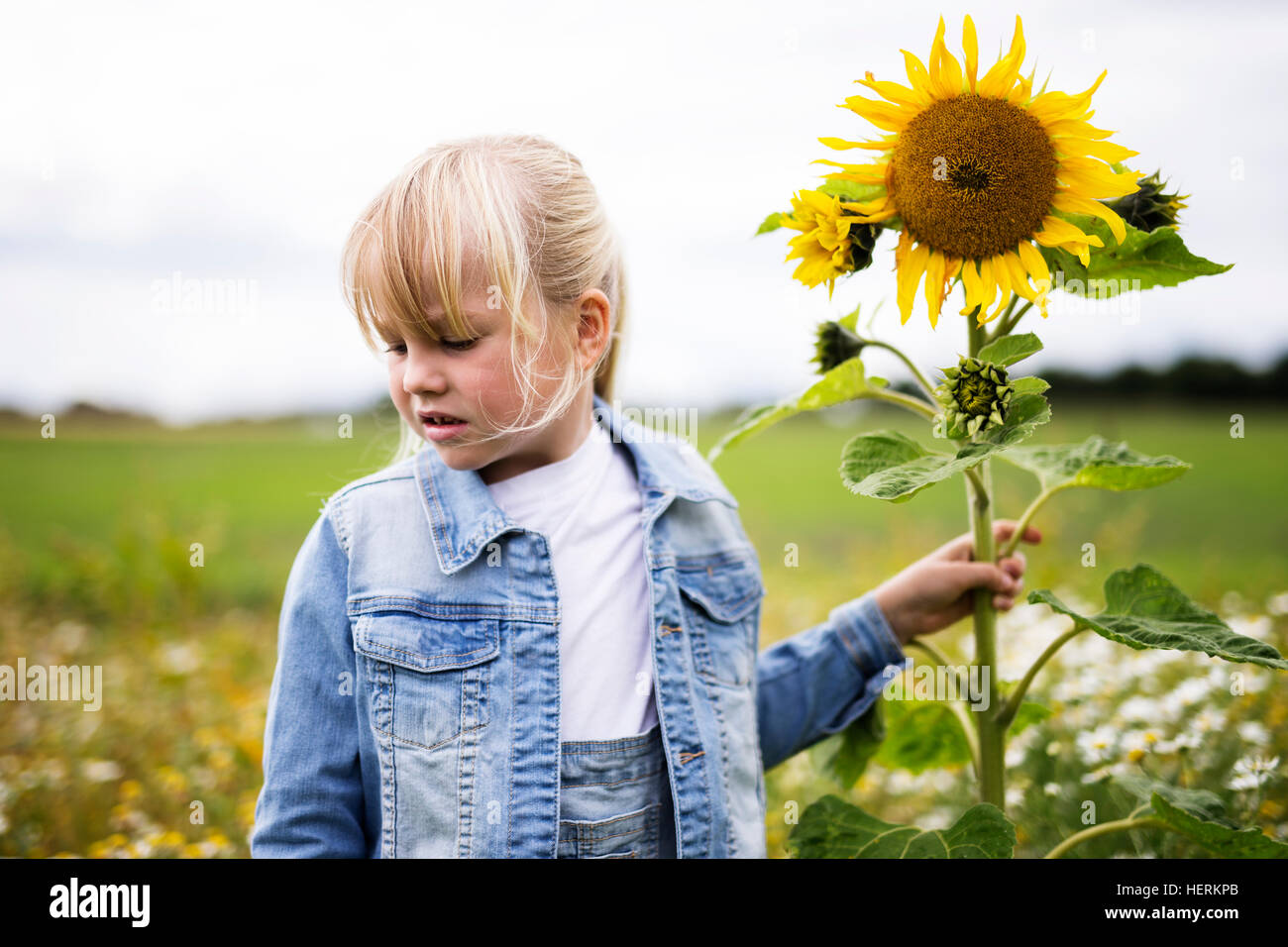 Mädchen in einem Feld mit einer Sonnenblume Stockfoto