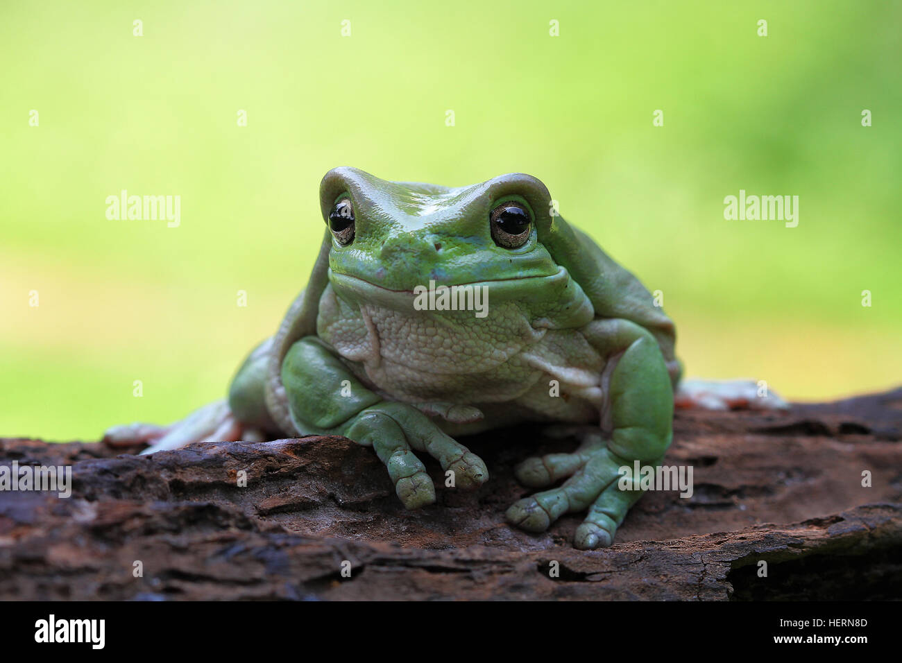 Plumpen Frosch sitzt auf einem Baumstamm, Indonesien Stockfoto