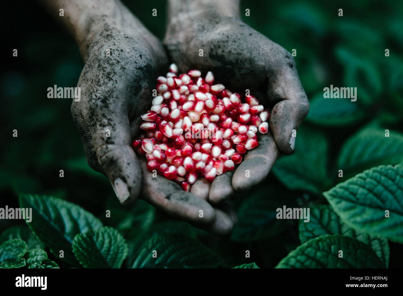 Mann mit frischer Erde auf seine Hände mit Granatapfelkernen Stockfoto