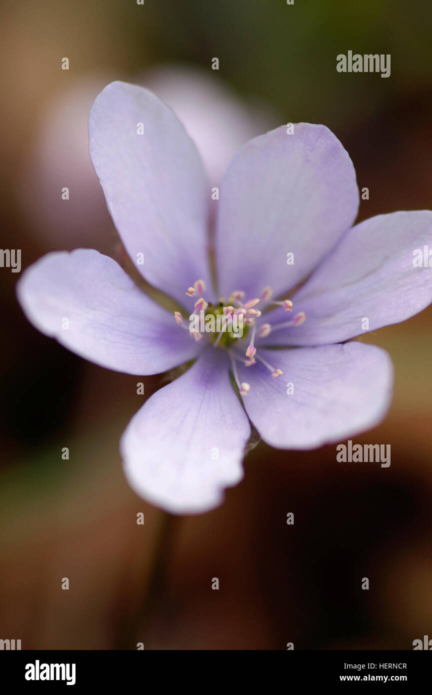 Anemone Nemorosa Robinsoniana Stockfoto