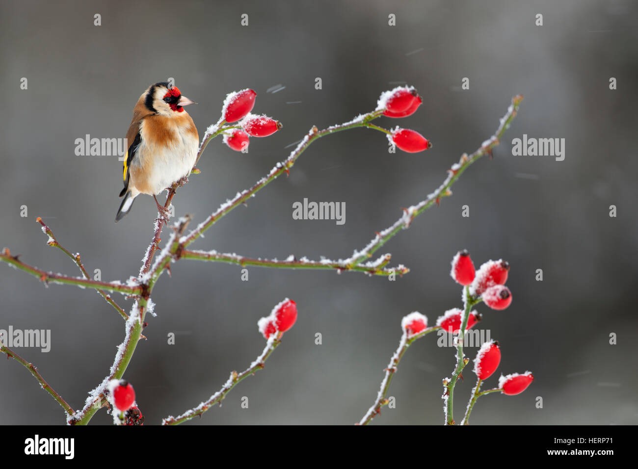 Stieglitz Zuchtjahr Zuchtjahr auf Hagebutten im Schnee Stockfoto