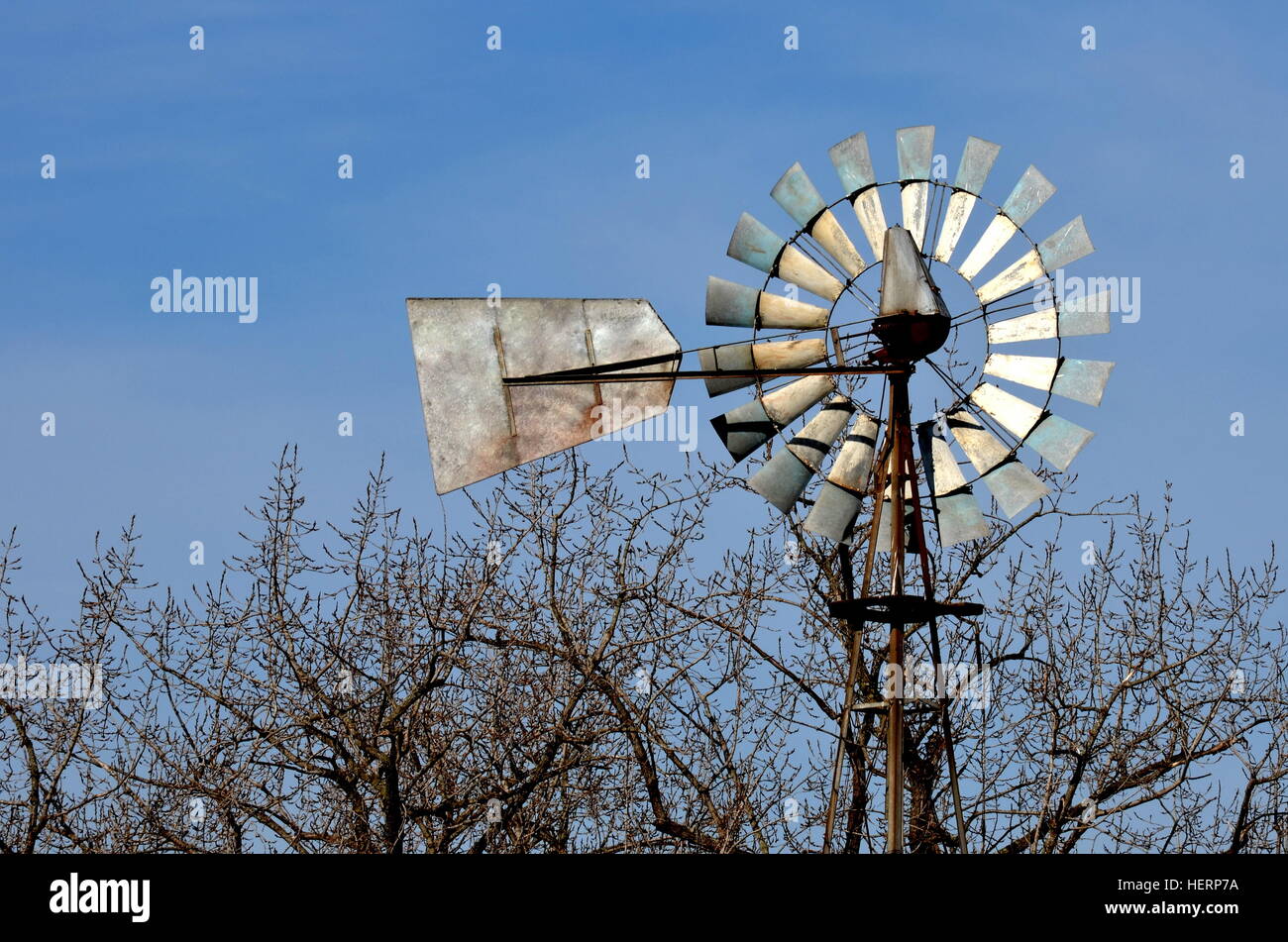 Amerikanisches Windrad über den Baumwipfeln, Pampa, Argentinien Stockfoto