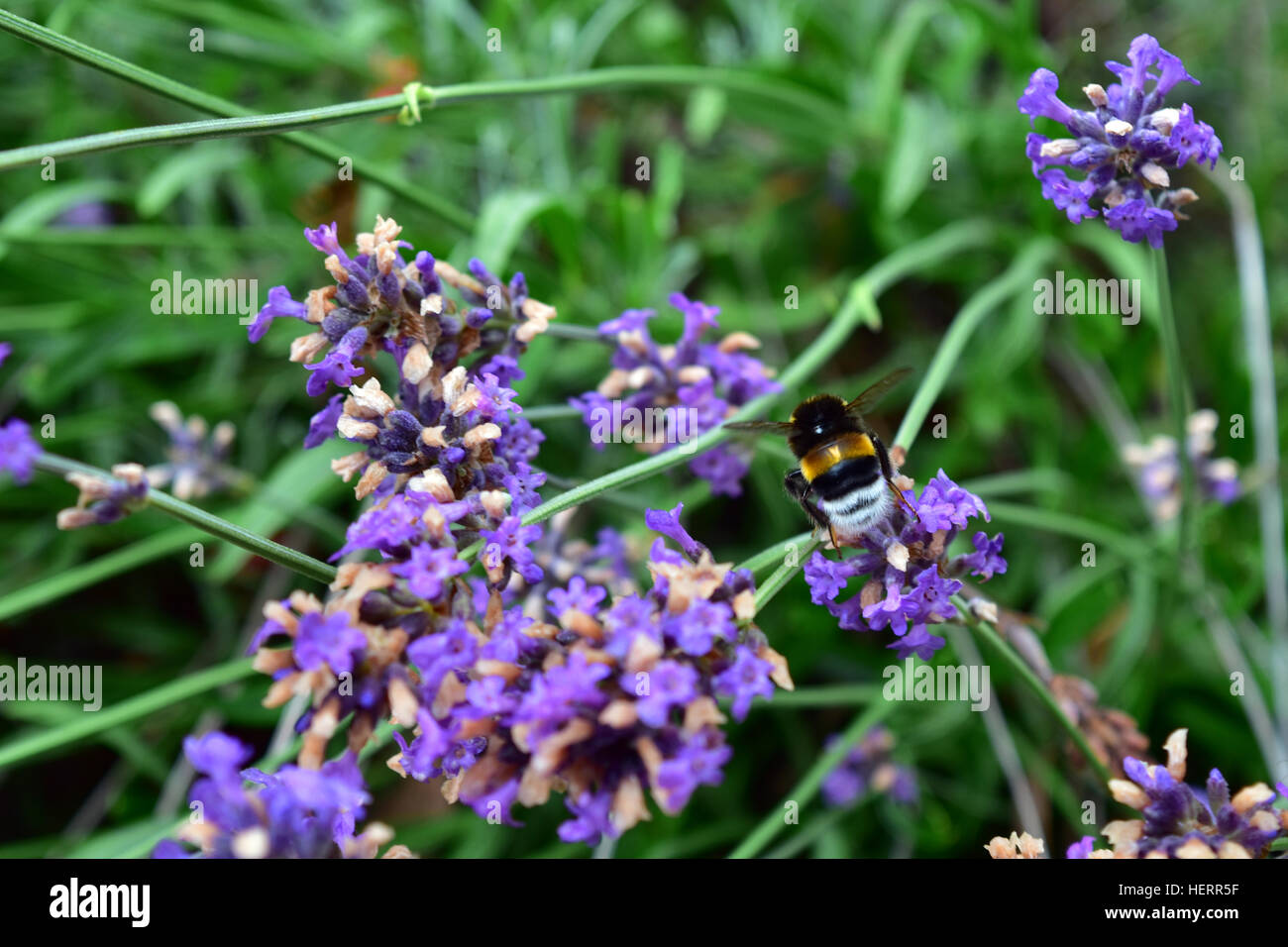 Lila Wildblumen und eine schwebende Biene Stockfoto