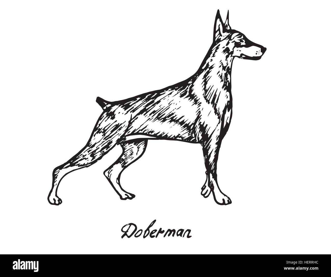 Dobermann, Hand gezeichnete Doodle, skizzieren im Pop-Art-Stil, Vektor Stock Vektor