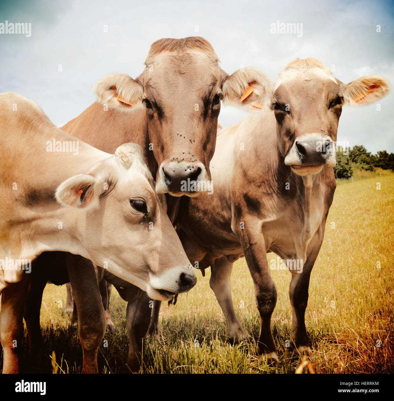 Drei Aubrac Kühe auf der Wiese Stockfoto