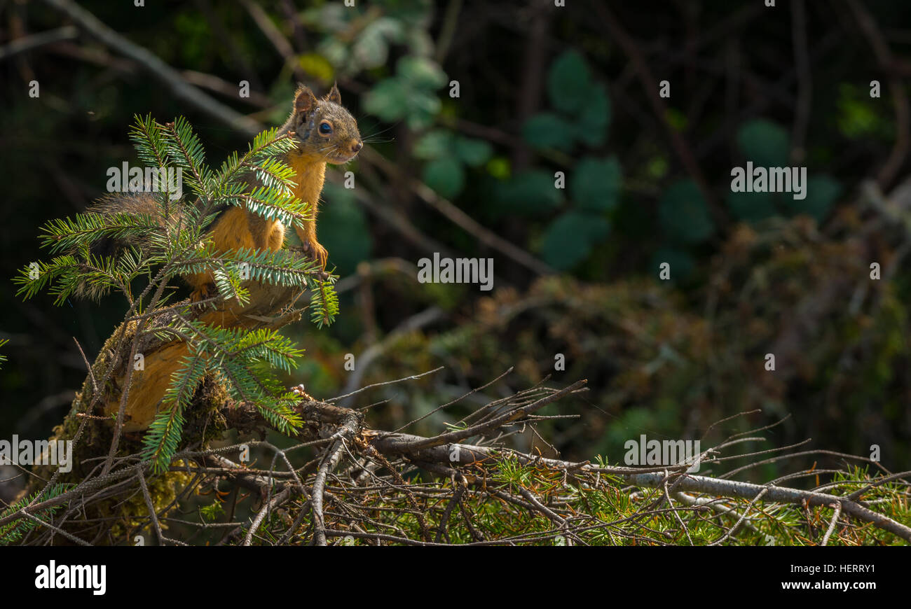 Eichhörnchen thront auf einer Kiefer Stockfoto