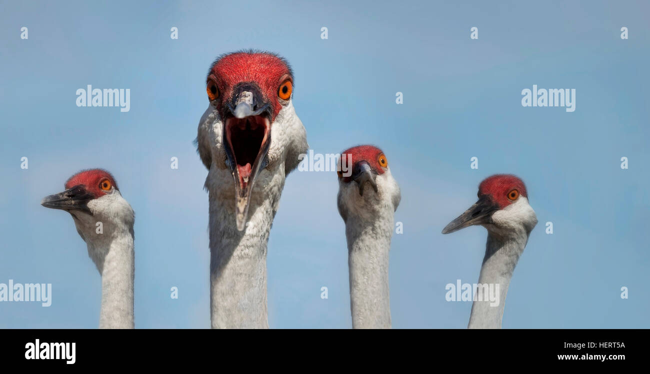Porträt von vier Sandhügel-Kranichen (Grus canadensis), Florida, USA Stockfoto
