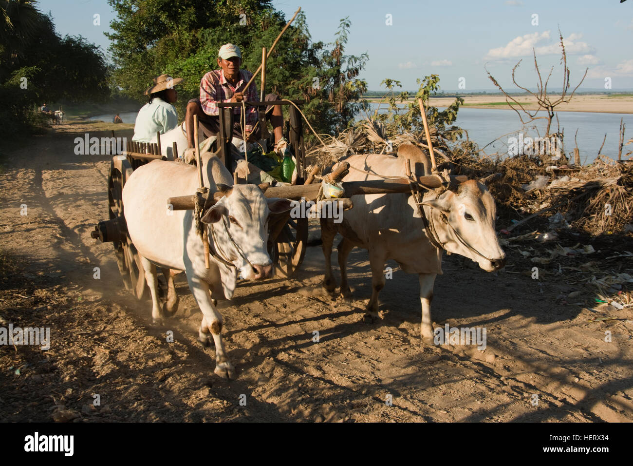 Asien, MYANMAR (BURMA), Sagaing Division, Chindwin Fluss, Kanee A Htet King Village, Ochsenkarren Stockfoto