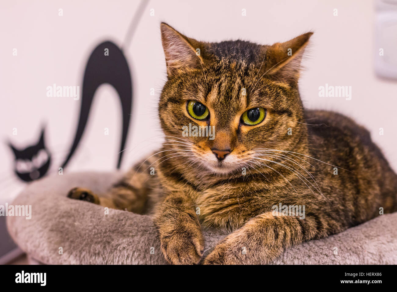 Katze auf der Oberseite der Scratcher. Schöne Katze liegend und die Umgebung zu beobachten. Stockfoto