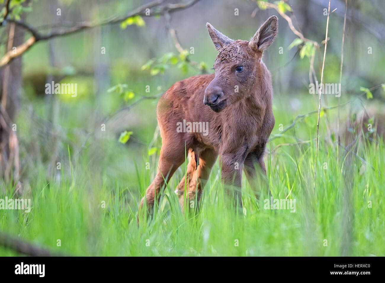 Junge Elche im Wald Stockfoto