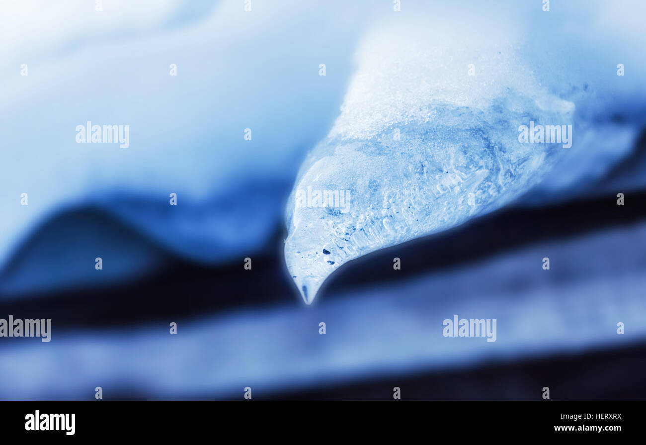 Große blaue Eiszapfen Vogel bei kaltem Wetter Wintertag Stockfoto