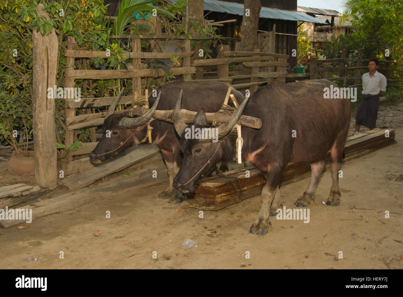 Asien, MYANMAR (BURMA), Sagaing Division, Kalywa, Chindwin Fluss, Chaung Wa Dorf, Ochse paar ziehen Hartholz entlang der Straße Stockfoto