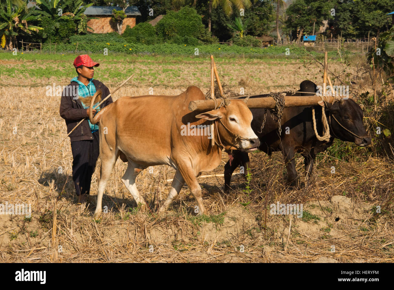 Asien, MYANMAR (BURMA), Sagaing Division, Kalywa, Chindwin Fluss, Taya Dorf, junger Mann mit Ochsen Stockfoto