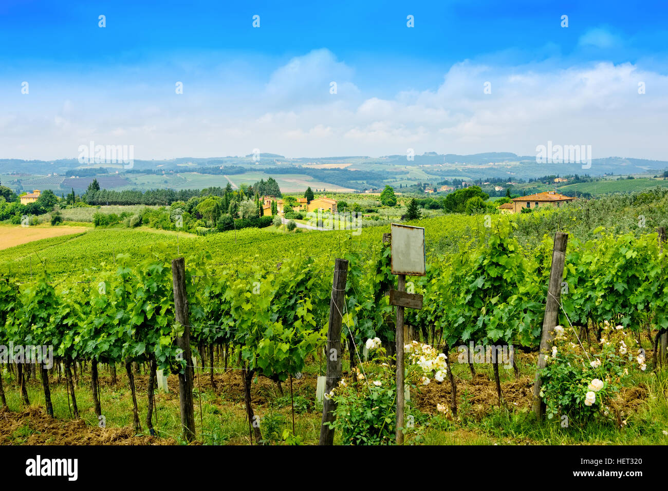 Weinberge in der Region Toskana Stockfoto