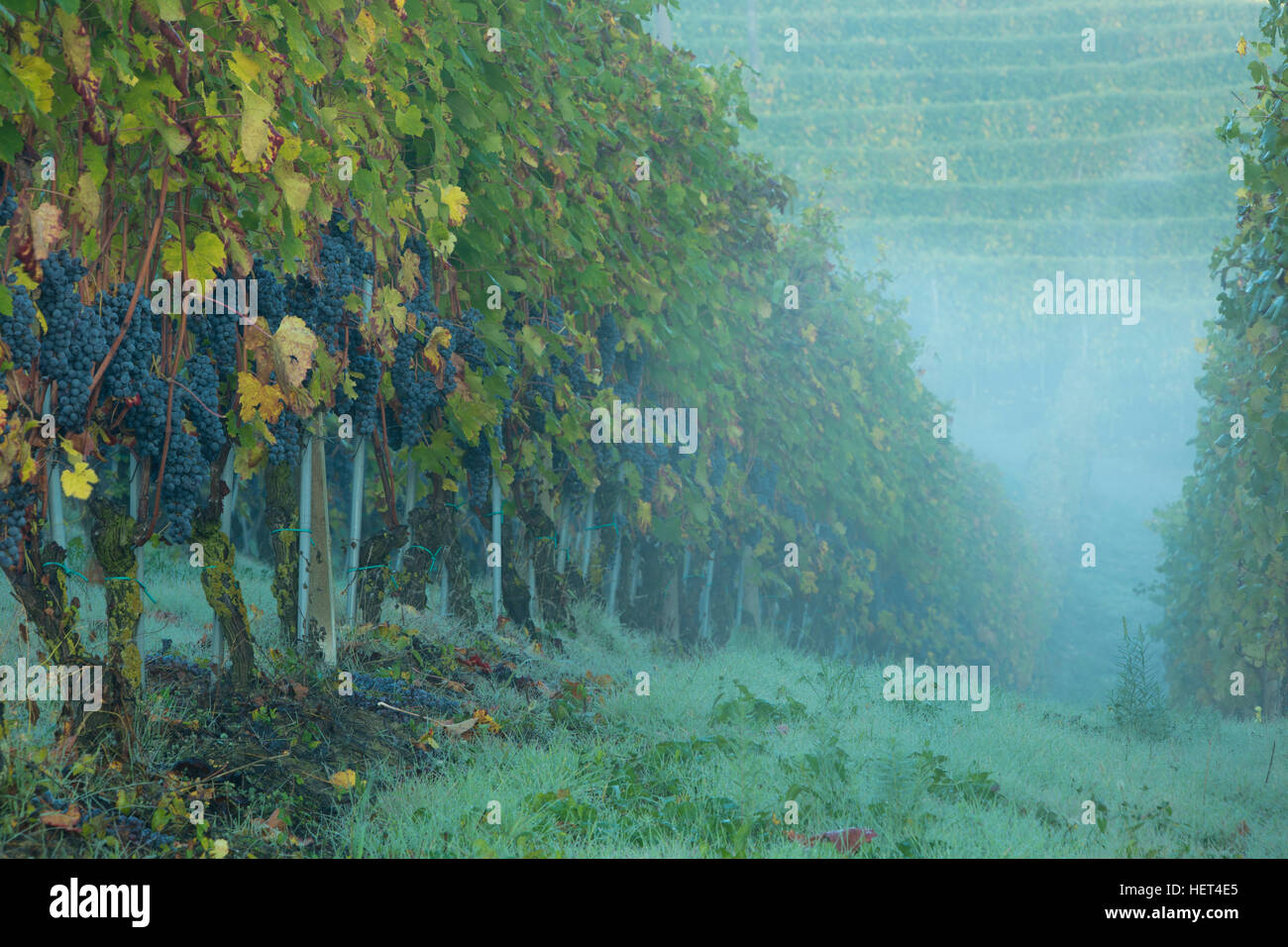 Am frühen Morgen in der Nebbiolo Weinreben von Barolo, Piemont, Italien Stockfoto