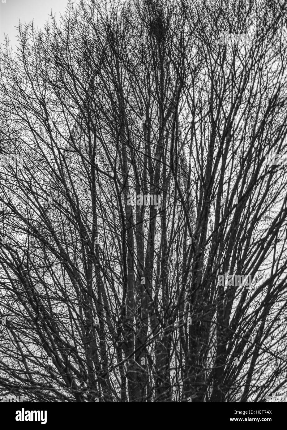 Foto von Shard London hinter einem Baum (London Bridge) in schwarz / weiß Stockfoto