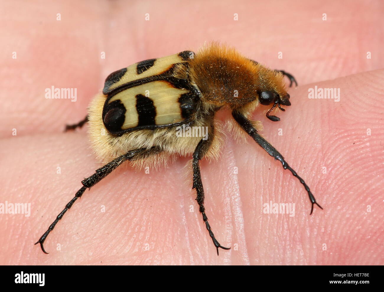 Nahaufnahme einer eurasischen Bee Käfer (Trichius Zonatus oder T. Fasciatus) posiert auf meine hand Stockfoto