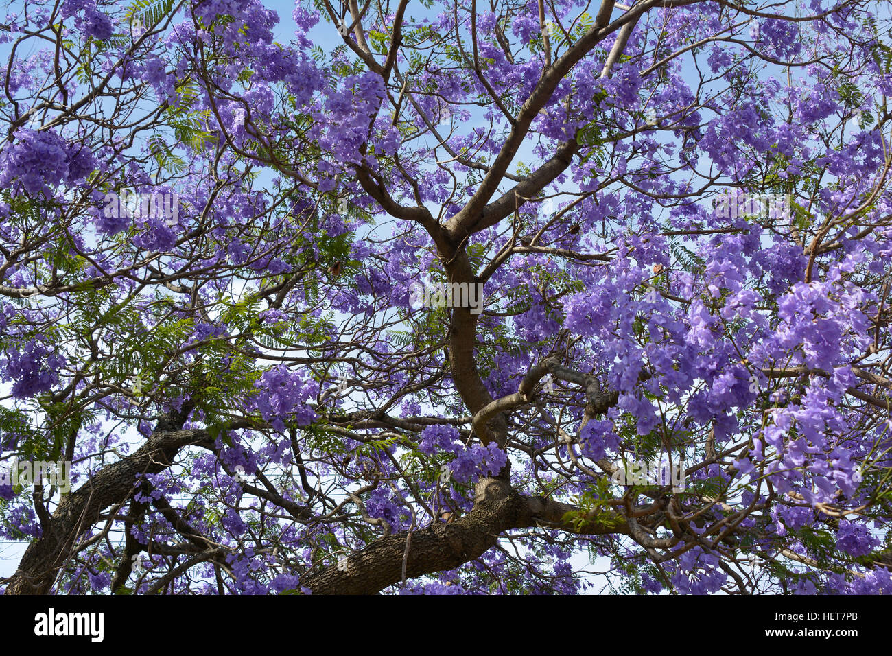 Nahaufnahme Von Einem Jacaranda Baum Blüht Mit Lila Blüten Afrika