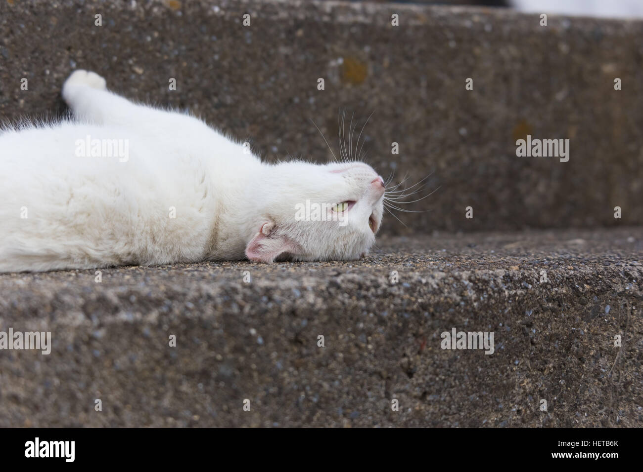 Katze in einem Seashore Village Stockfoto