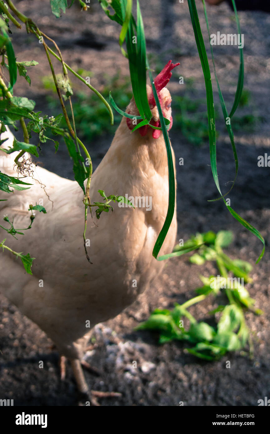 Weiße Bauernhof frei laufen Huhn Fütterung auf grüne Unkraut Stockfoto