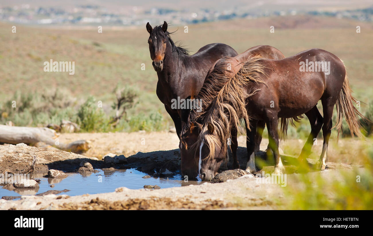 Wildpferd Mustang in der Wüste von Nevada Stockfoto