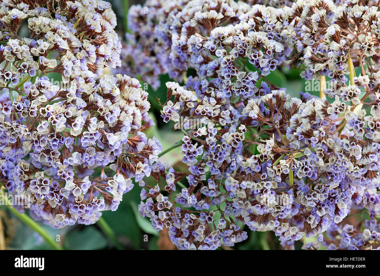 Haufen von kleinen lila Blüten Nahaufnahme Stockfoto