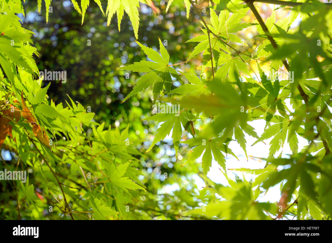 Grüner japanischer Ahorn Blätter vor dem Herbst. Stockfoto