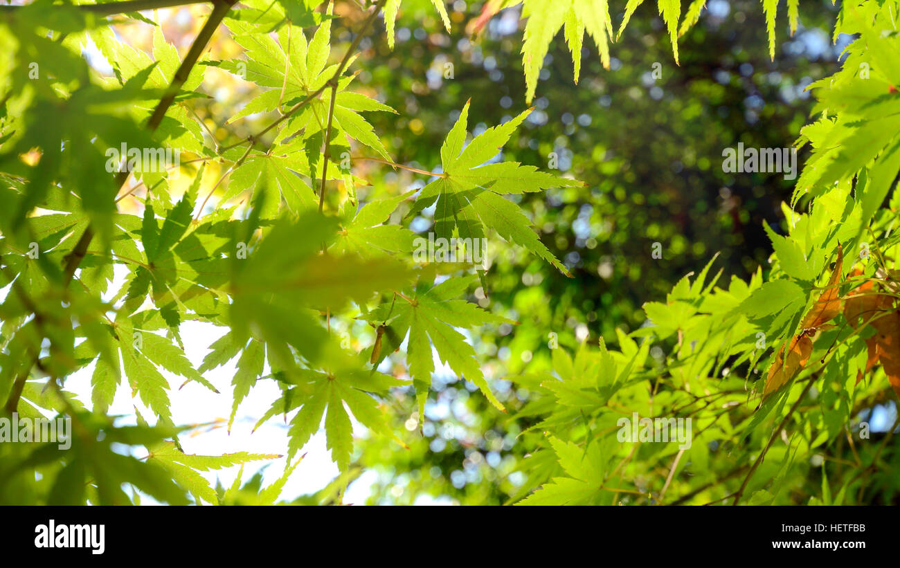 Grüner japanischer Ahorn Blätter vor dem Herbst. Stockfoto