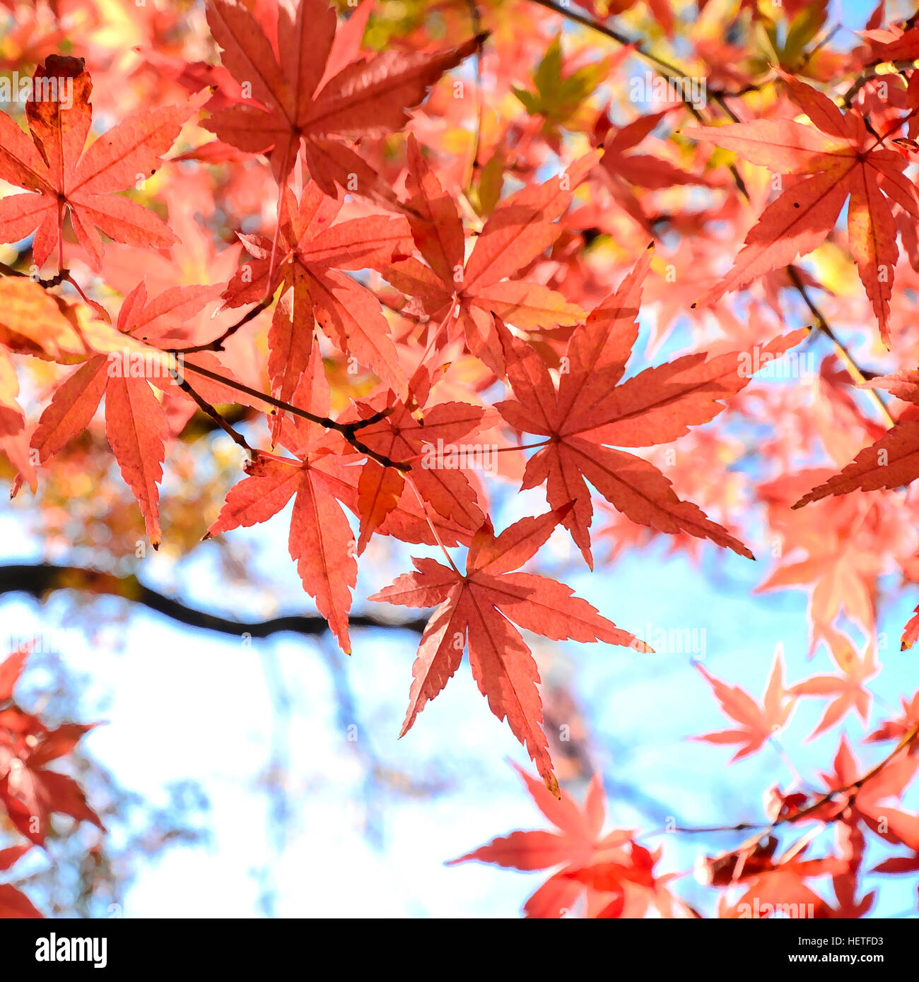 Ahorn Baum Garten im Herbst. Rote Ahornblätter im Herbst mit trockenen Pinsel gefiltert. Stockfoto
